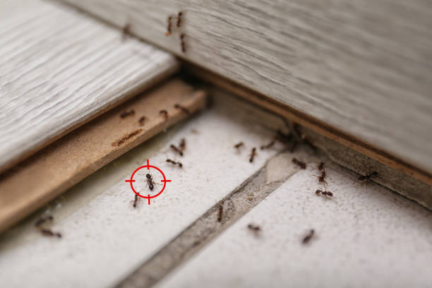 Spider Control Near Me in Cayuga, IN